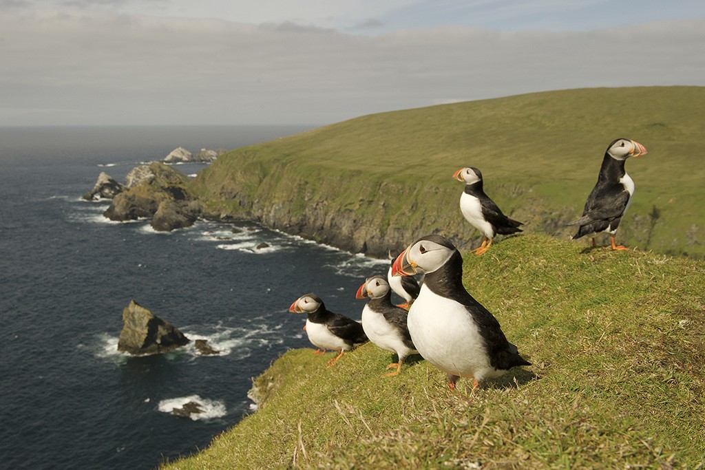 Lerwick (Shetlandy), SKOTSKO